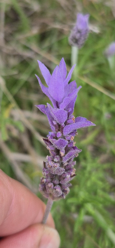 Lavandula (Lavenders)