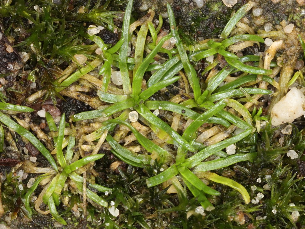Sagina procumbens (pearlwort) (alternate view 14)