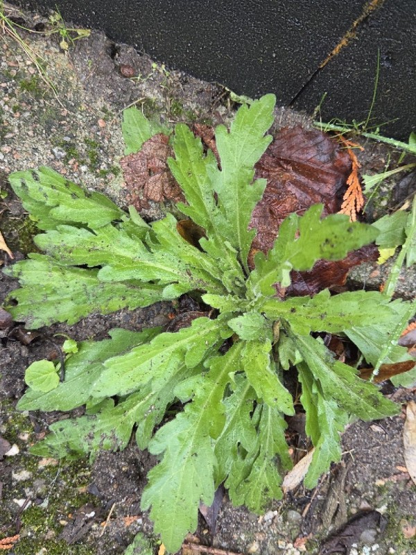 Erigeron sumatrensis (tropical horseweed) (alternate view 12)