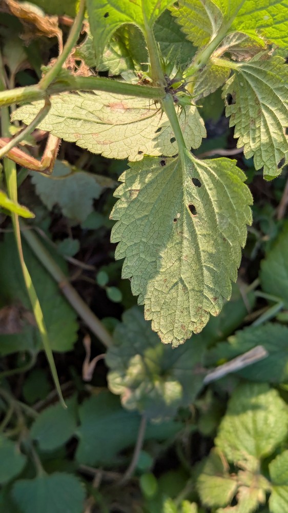 Lamium album (White deadnettle) (alternate view 12)