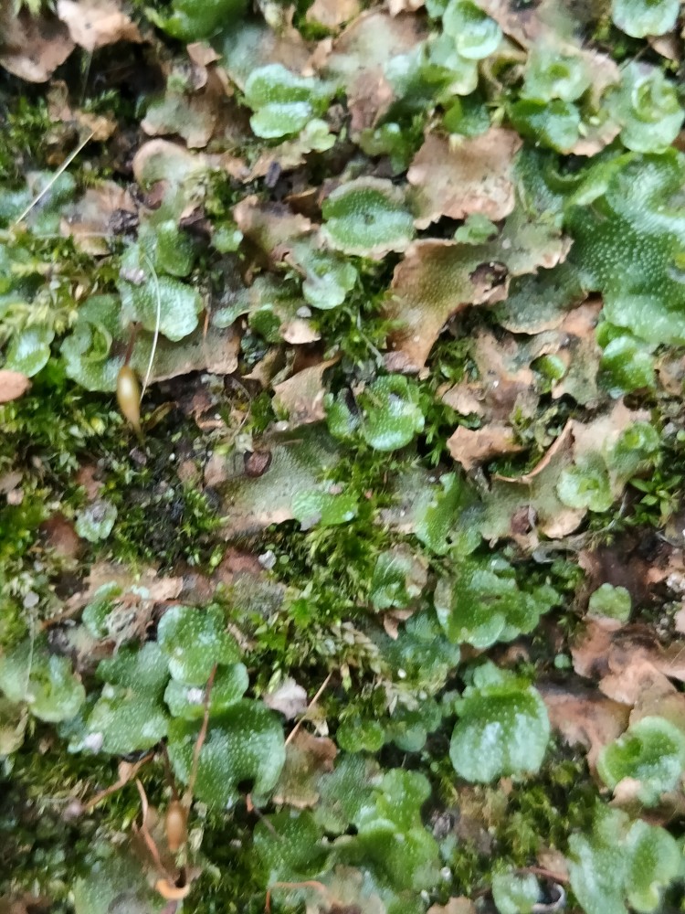 Lunularia cruciata (Crescent-cup liverwort) (alternate view 11)
