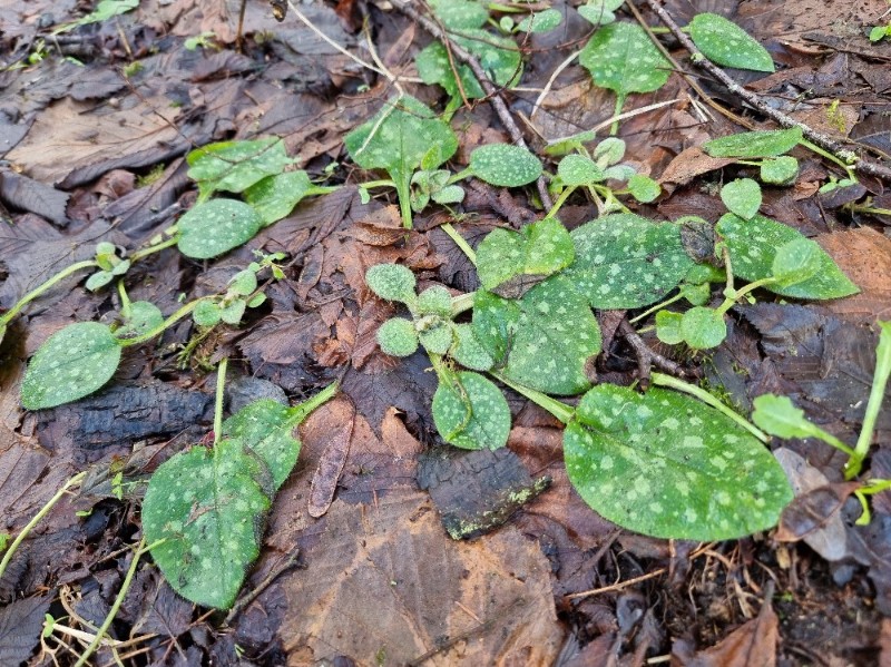 Pulmonaria officinalis (Lungwort) (alternate view 13)