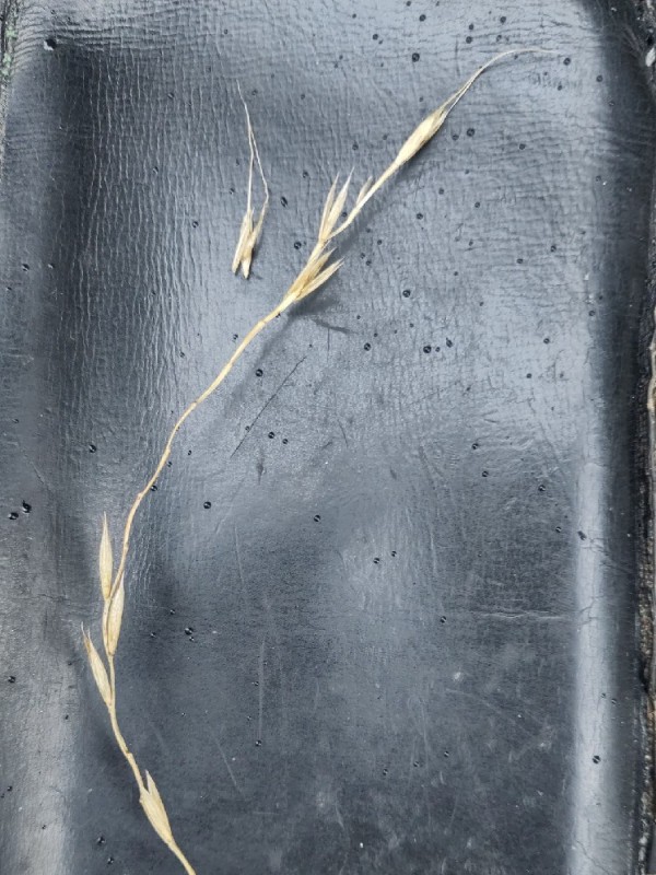 Elymus (wild ryes and wheatgrasses)