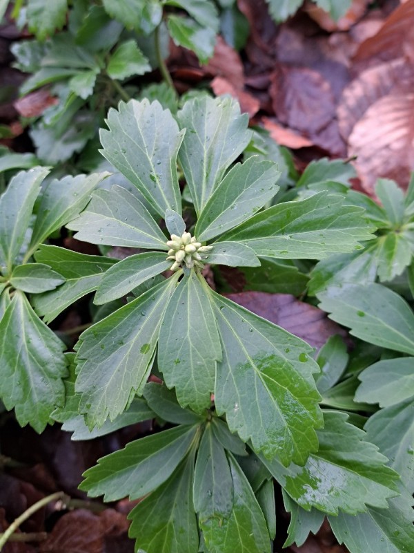 Pachysandra terminalis (Japanese spurge)
