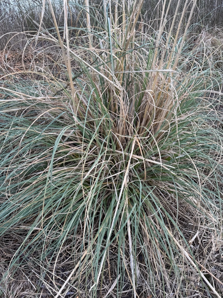 Cortaderia (Pampas grasses)