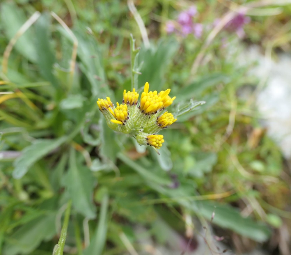 Jacobaea (ragworts) (alternate view 2)