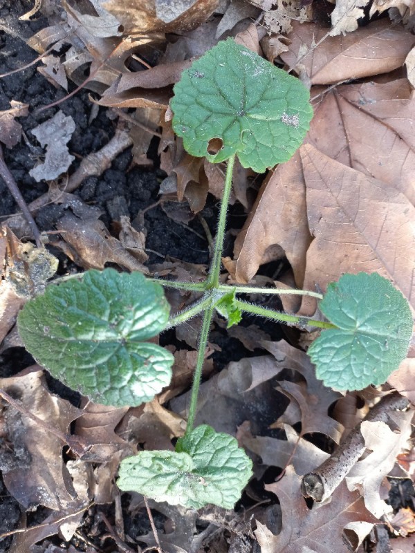 Lunaria annua (moneyplant) (alternate view 11)