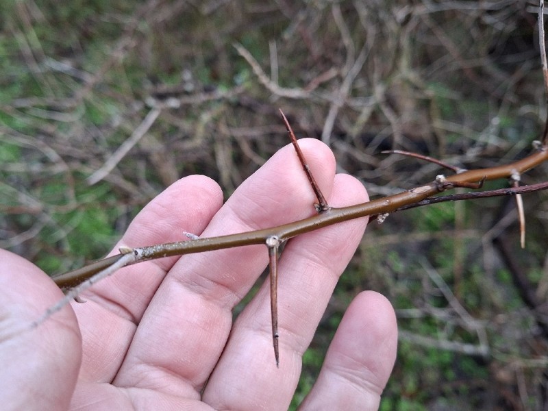 Elaeagnus angustifolia (Russian olive)