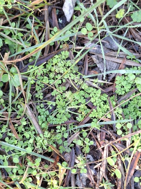 Anthriscus caucalis (Bur Parsley) (alternate view 13)