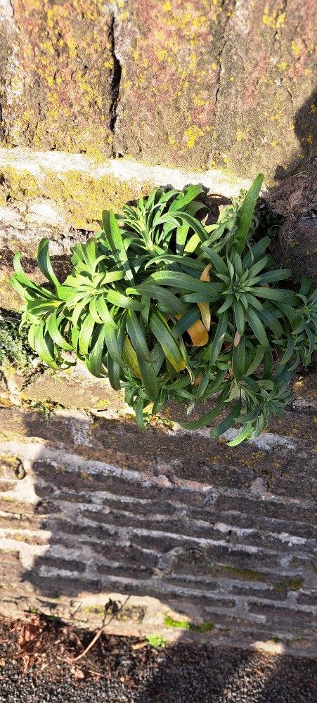 Erysimum × cheiri (Wallflower)