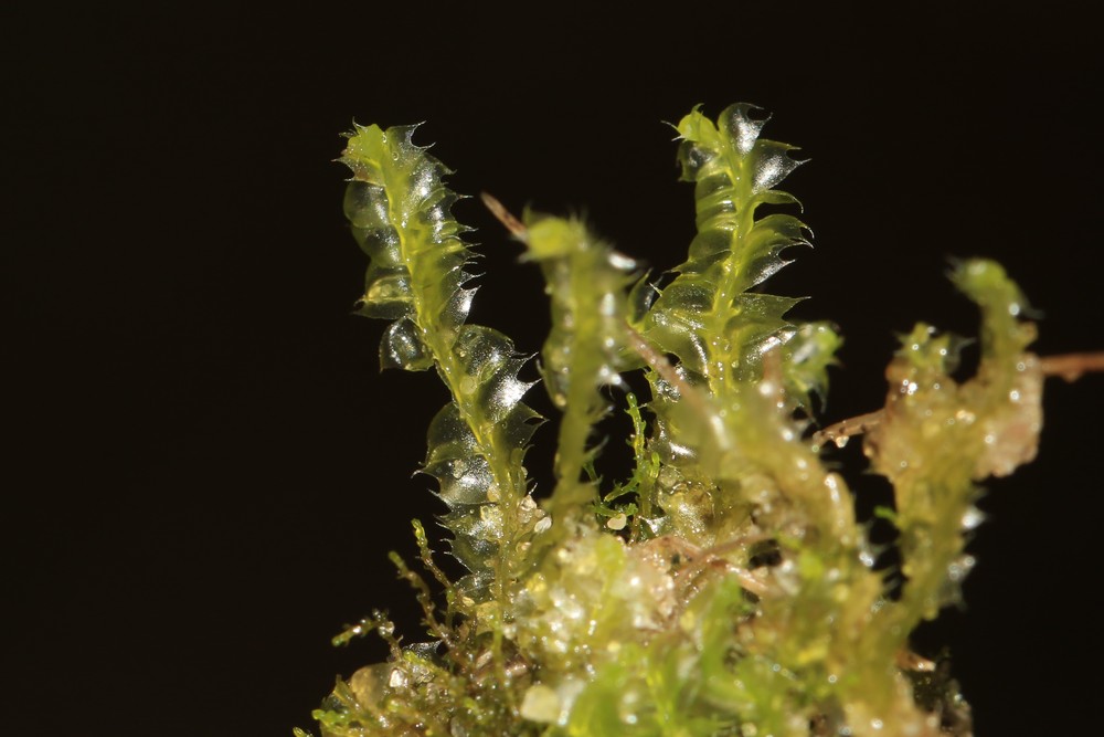 Lophocolea bidentata (Bifid Crestwort) (alternate view 11)