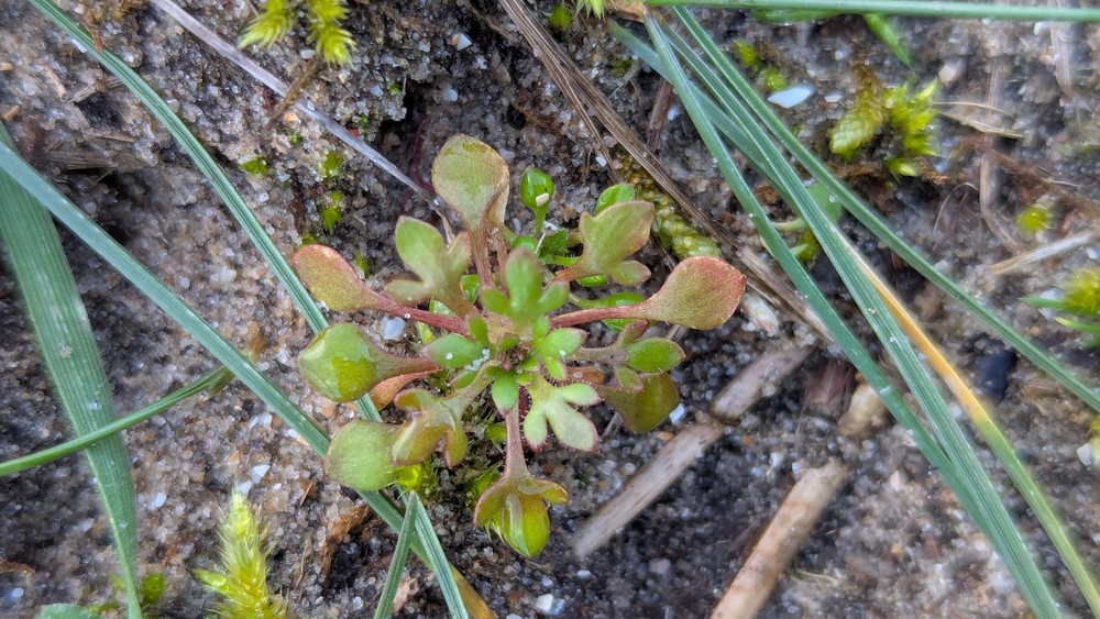 Saxifraga tridactylites (Rue-leaved Saxifrage) (alternate view 13)