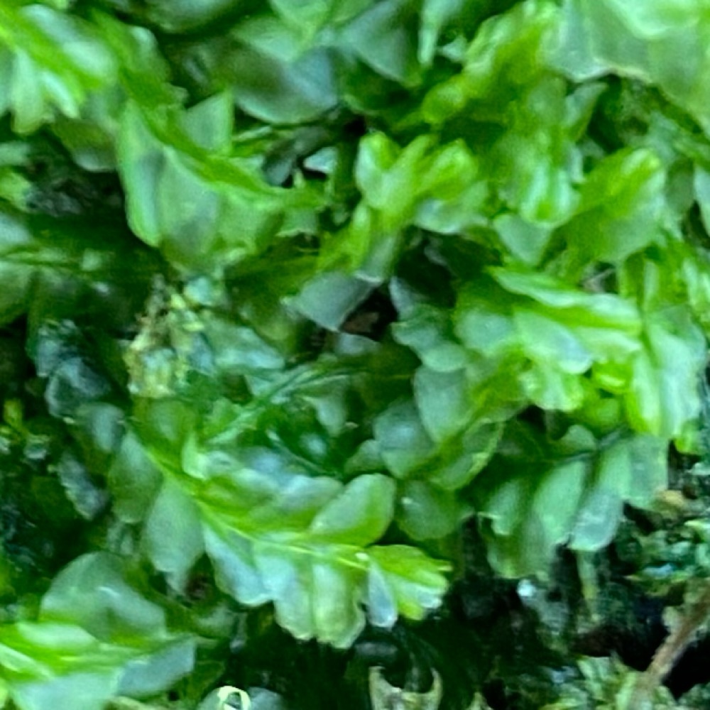 Lophocolea semiteres (Southern Crestwort) (alternate view 12)