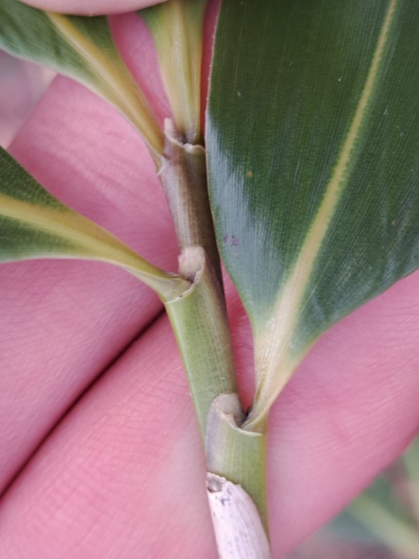 Pseudosasa japonica (Arrow Bamboo) (alternate view 11)