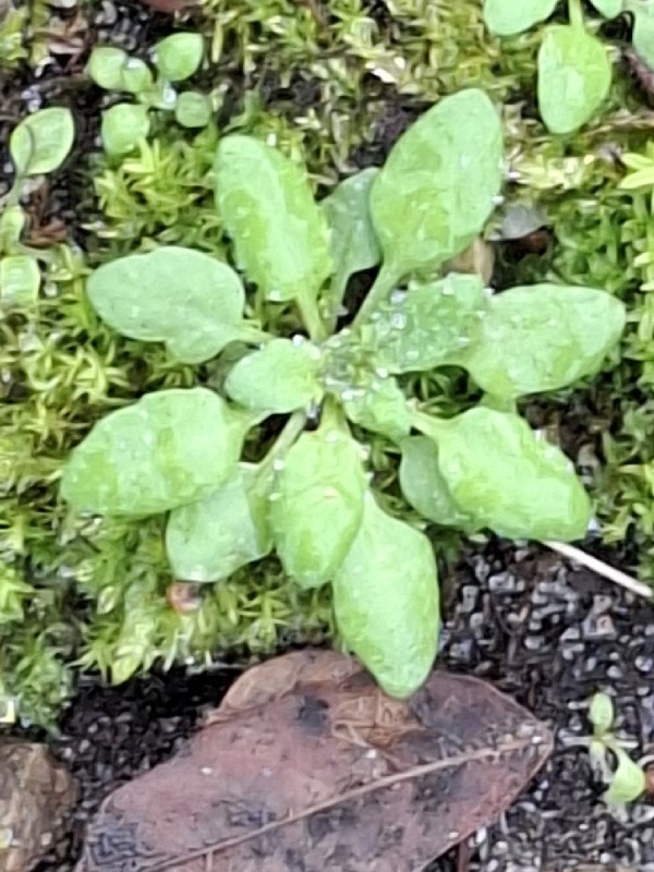 Arabidopsis thaliana (mouse-ear cress) (alternate view 9)