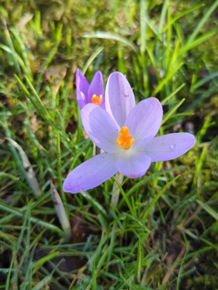 Crocus tommasinianus (Tommasini's Crocus) (alternate view 12)