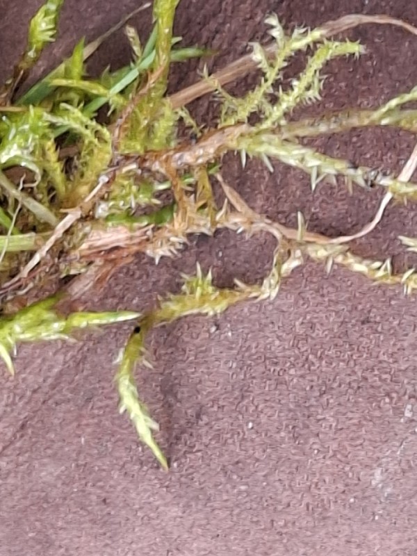 Calliergonella cuspidata (Pointed Spear-moss) (alternate view 12)