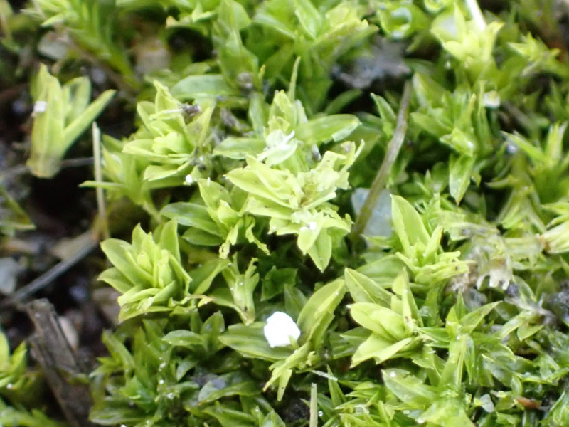 Barbula unguiculata (Bird's-Claw Beard-Moss) (alternate view 10)