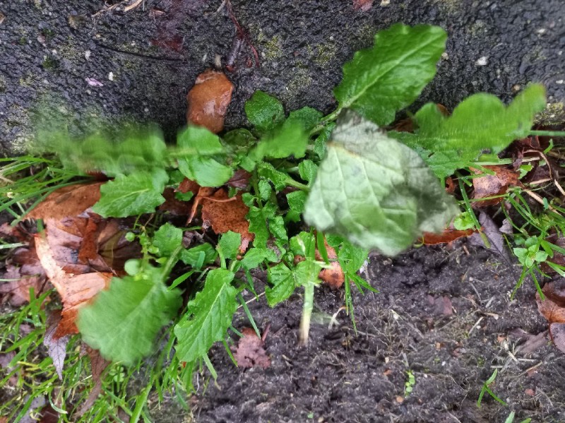 Lapsana communis (nipplewort) (alternate view 11)