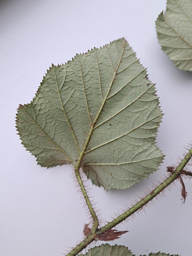Rubus tricolor (Chinese Bramble) (alternate view 12)