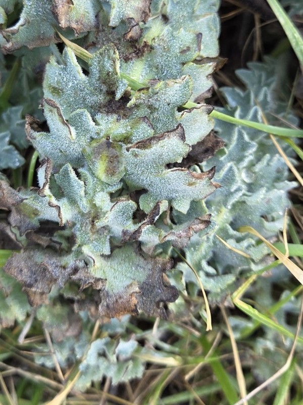Glaucium flavum (Yellow Horned Poppy) (alternate view 11)