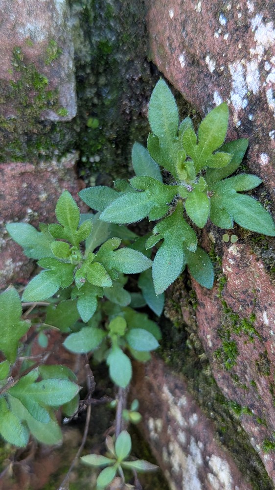 Erigeron karvinskianus (Mexican Fleabane) (alternate view 13)