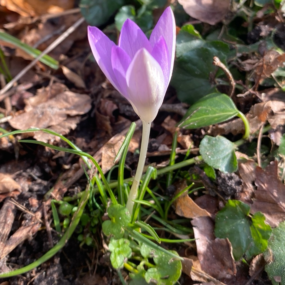 Crocus tommasinianus (Tommasini's Crocus) (alternate view 13)
