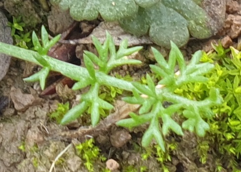 Tripleurospermum maritimum (Sea Mayweed) (alternate view 12)