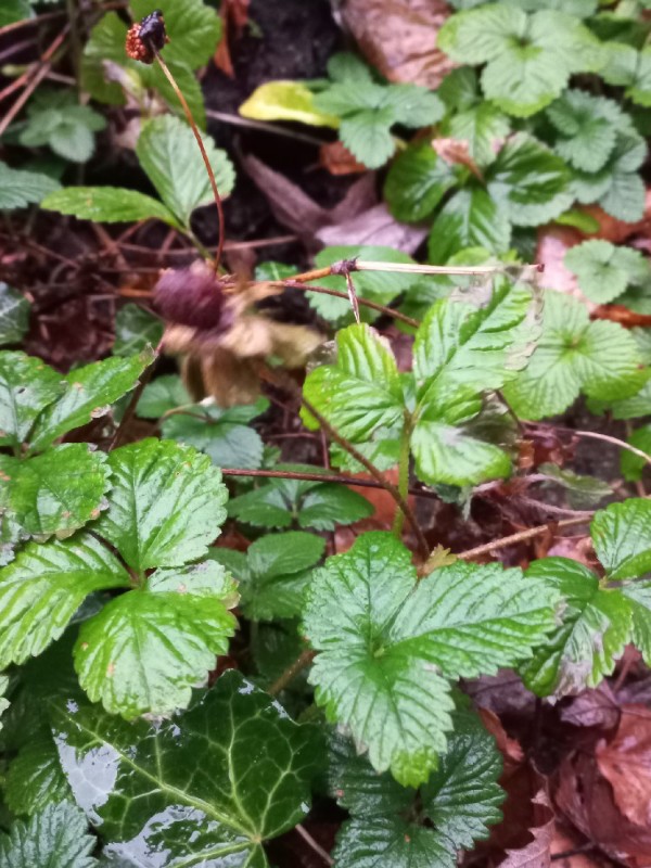 Potentilla indica (mock strawberry) (alternate view 11)