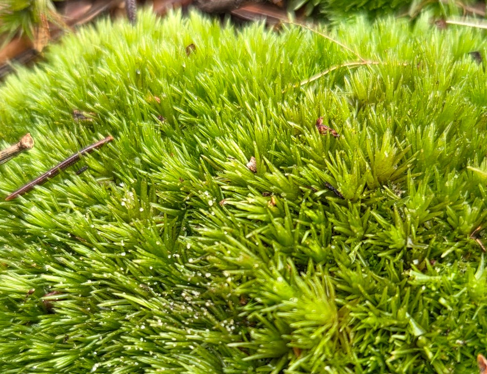 Leucobryum (Leucobryum mosses)