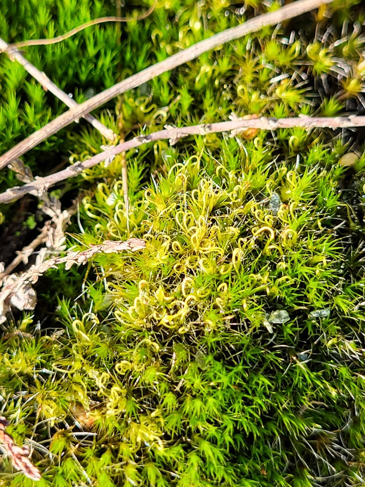 Campylopus introflexus (Heath Star-moss) (alternate view 9)