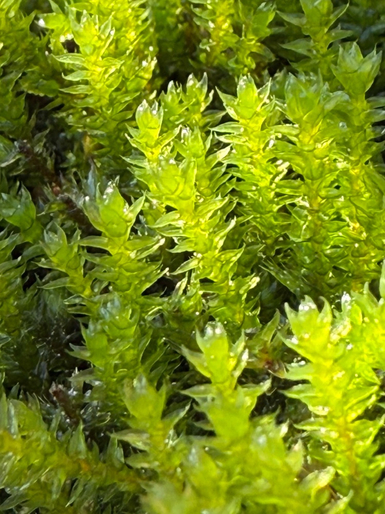 Cryphaea heteromalla (Lateral Cryphaea) (alternate view 11)