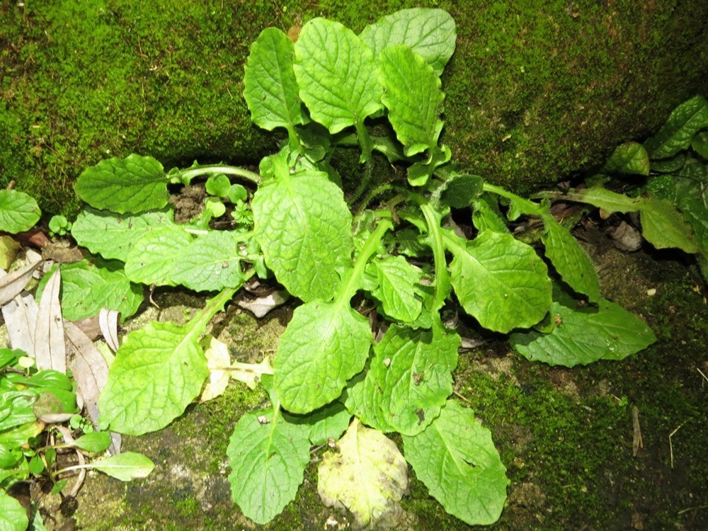 Lapsana communis (nipplewort) (alternate view 12)