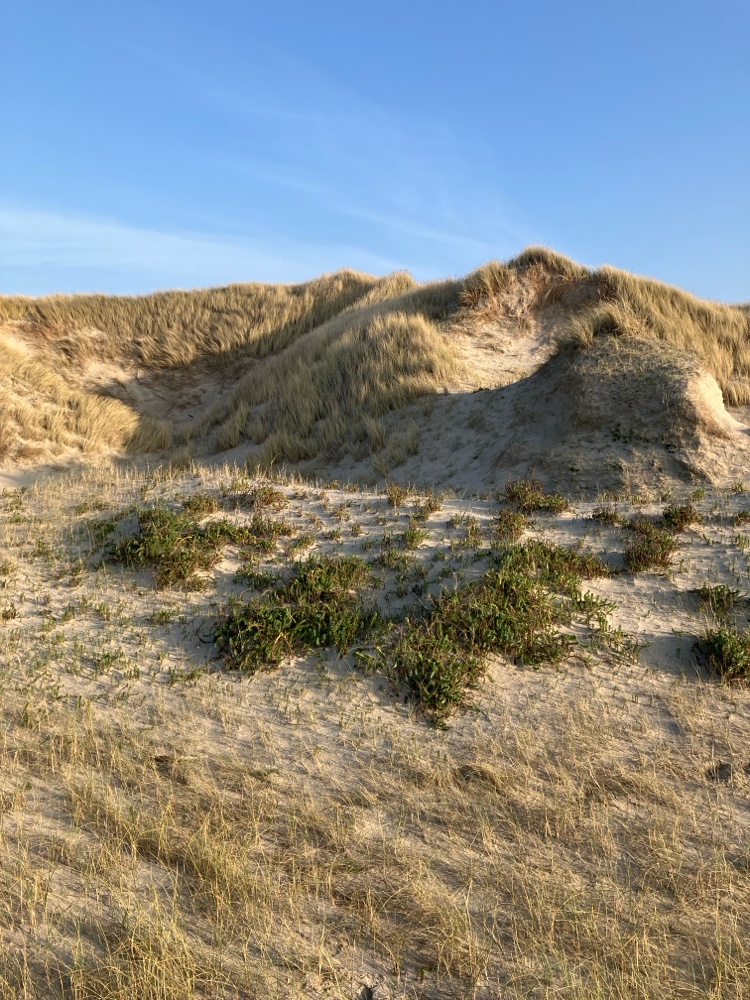 Euphorbia paralias (Sea Spurge) (alternate view 13)