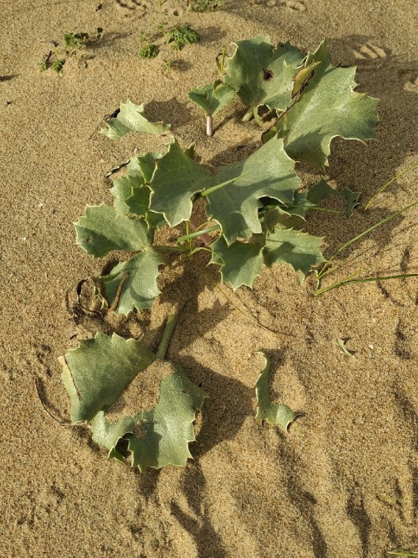 Eryngium maritimum (Sea Holly) (alternate view 12)