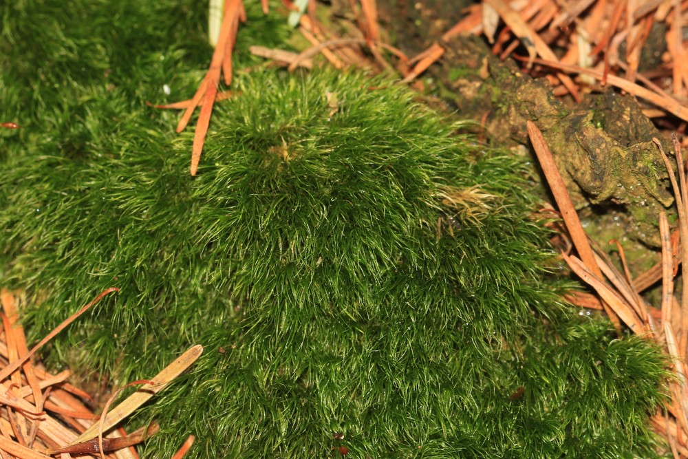 Dicranella heteromalla (Silky Forklet-moss) (alternate view 12)