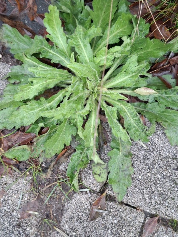 Erigeron sumatrensis (tropical horseweed) (alternate view 13)