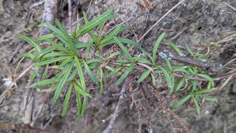 Senecio inaequidens (Narrow-leaved Ragwort) (alternate view 12)