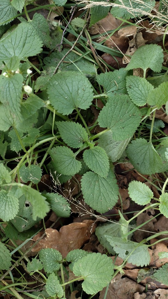 Lamium album (White deadnettle) (alternate view 13)