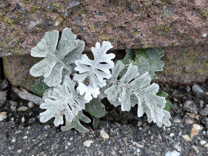 Jacobaea maritima (dusty miller) (alternate view 2)
