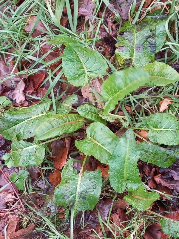 Rumex obtusifolius (broad-leaved dock) (alternate view 11)