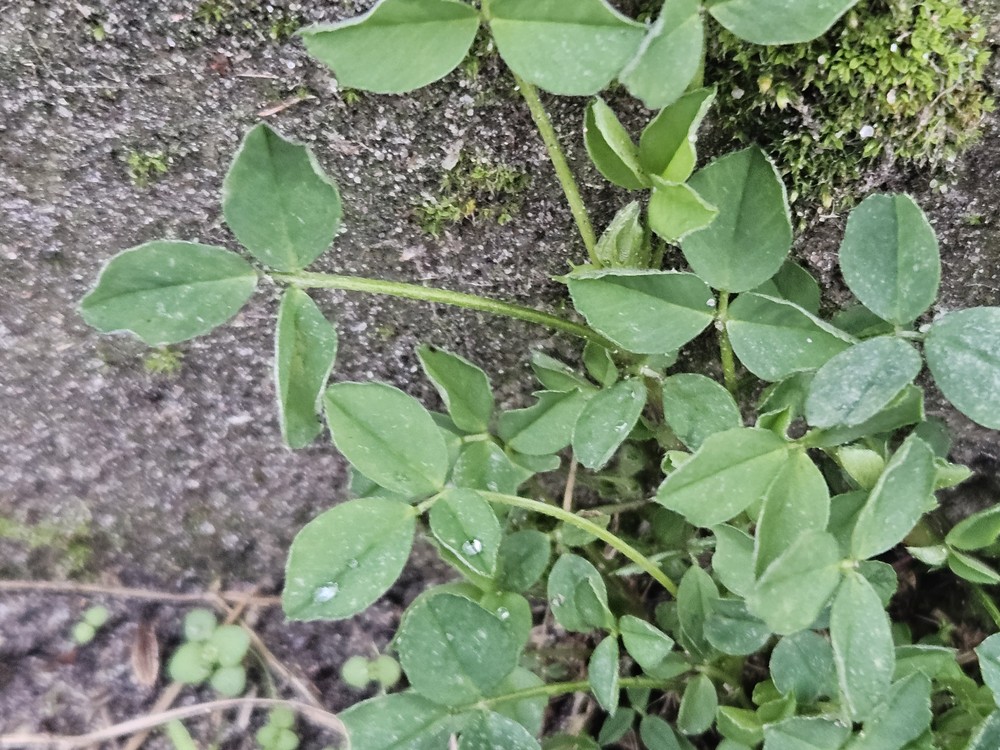 Medicago lupulina (black medic) (alternate view 13)