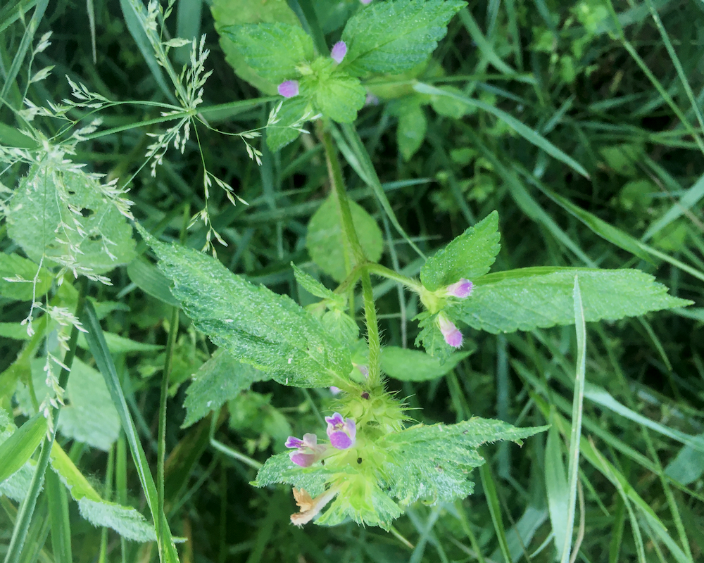 Galeopsis bifida (Bifid Hemp-nettle) (alternate view 11)