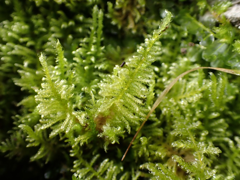 Ctenidium molluscum (Comb-moss) (alternate view 11)