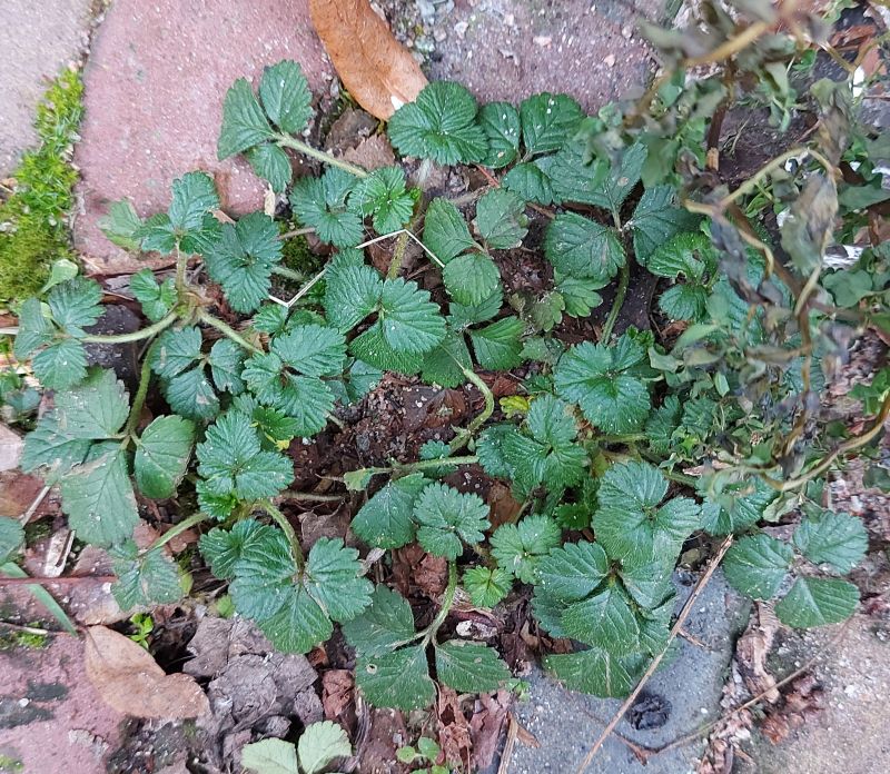 Potentilla indica (mock strawberry) (alternate view 12)