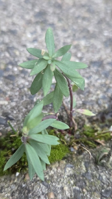 Linaria purpurea (toadflax)