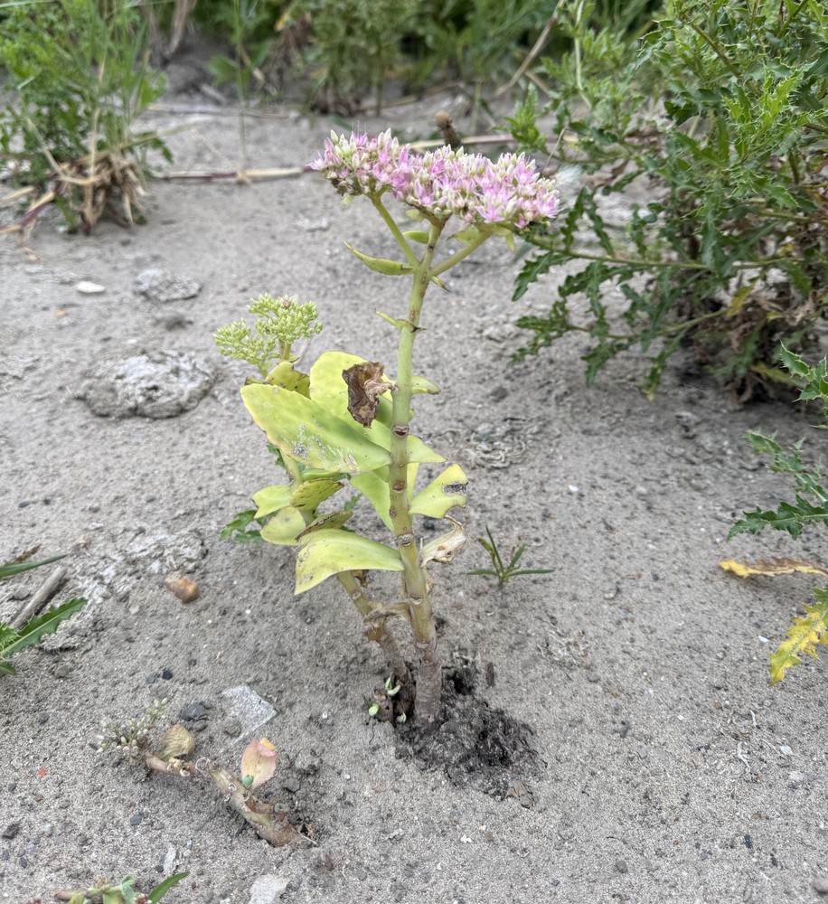 Sedum spectabile (sedum) (alternate view 2)