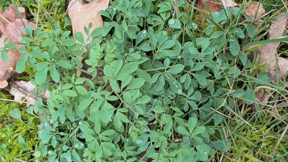 Ceratocapnos claviculata (Climbing Corydalis) (alternate view 14)
