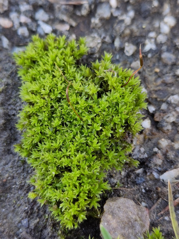 Barbula unguiculata (Bird's-Claw Beard-Moss) (alternate view 11)