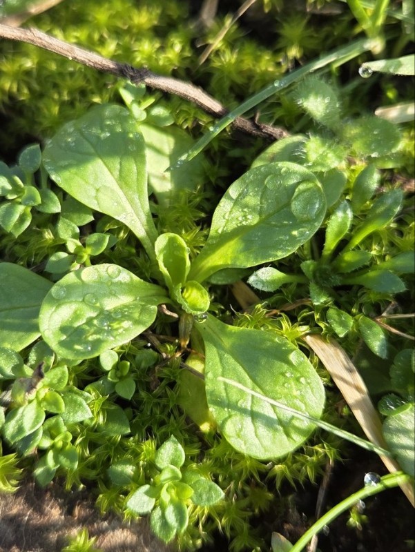 Valerianella (Cornsalads) (alternate view 4)
